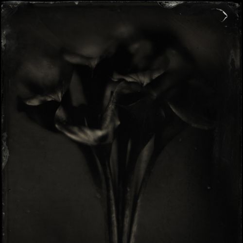Black Bunch
