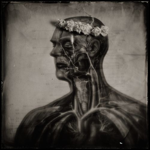 Human Anatomy II