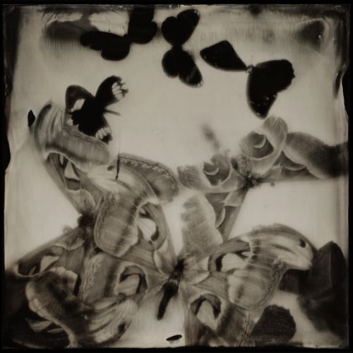 Moths