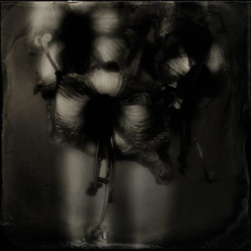 Amaryllis